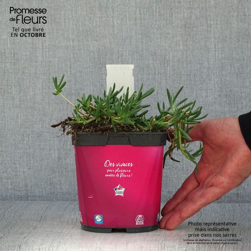 Delosperma cooperi 2L/3L pot sample as delivered in autumn
