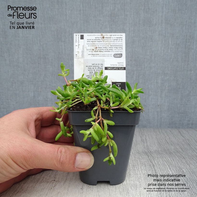 Delosperma lineare 8/9 cm pot sample as delivered in winter