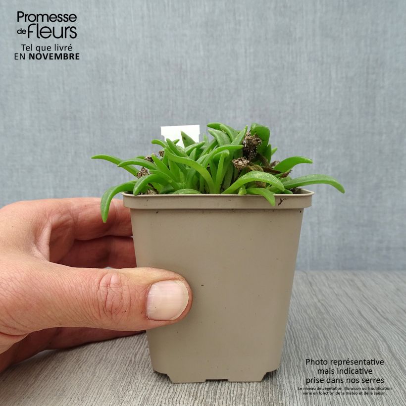 Delosperma sutherlandii 8/9 cm pot sample as delivered in autumn