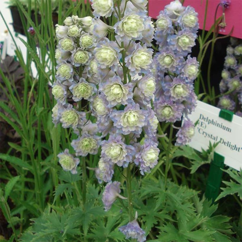 Delphinium Crystal Delight - Larkspur (Plant habit)
