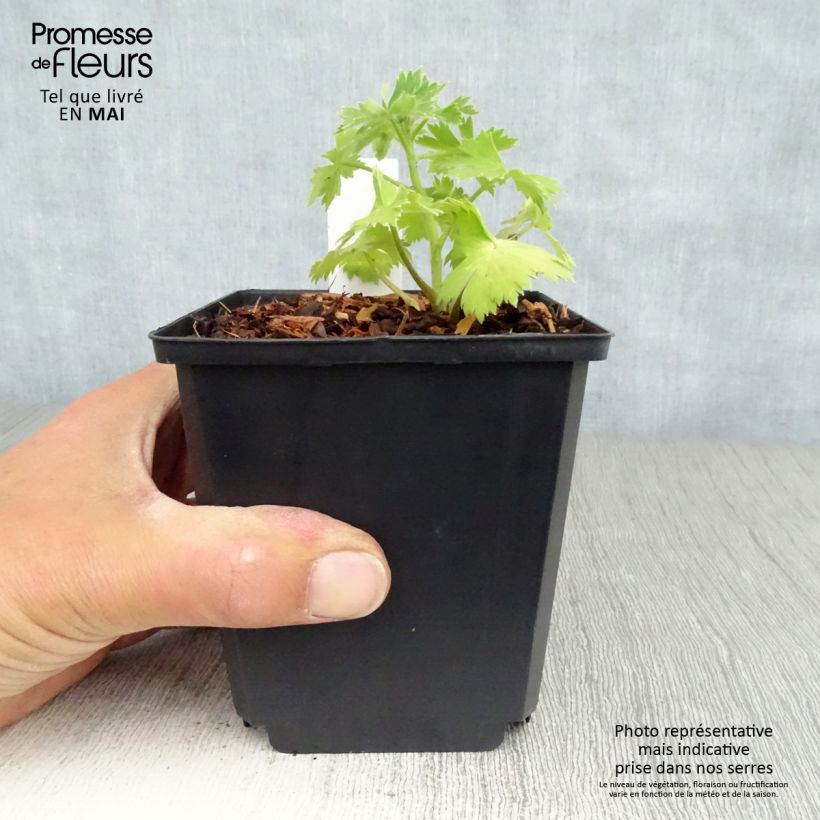 Delphinium Crystal Delight - Larkspur 10cm/11cm pot sample as delivered in spring