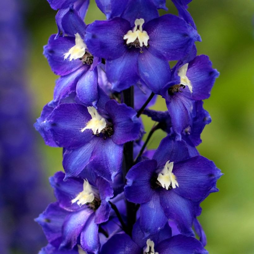 Delphinium Magic Fountains Dark Blue-White Bee - Larkspur (Flowering)