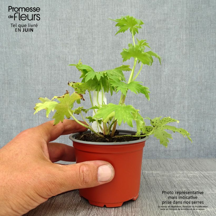 Delphinium Magic Fountains Deep Rose-White Bee - Larkspur 8/9 cm pot sample as delivered in summer