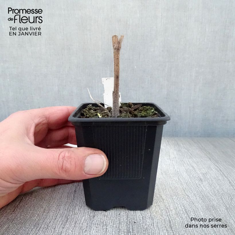 Delphinium Highlander Bolero - Larkspur 8/9 cm pot sample as delivered in winter