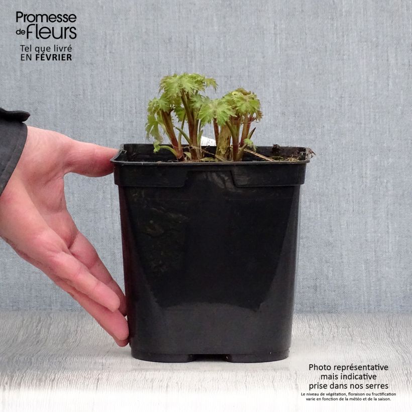 Delphinium Flamenco - Larkspur 2L/3L pot sample as delivered in winter