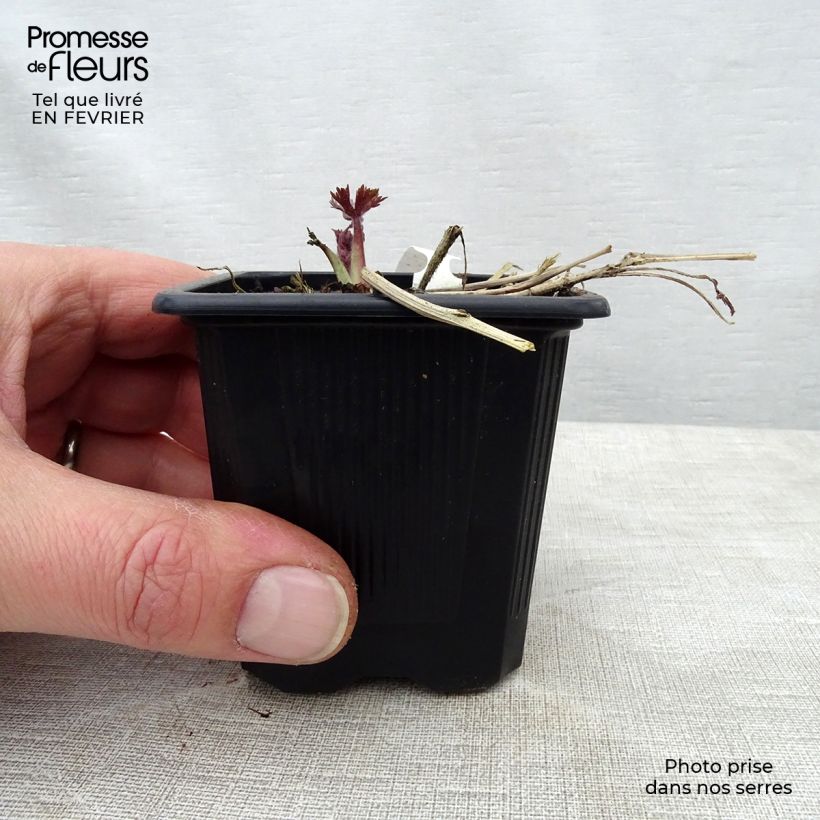 Delphinium Highlander Sweet Sensation - Larkspur 8/9 cm pot sample as delivered in winter