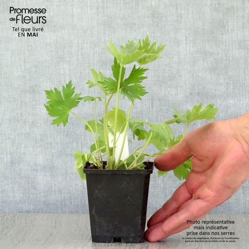 Delphinium Astolat Group - Larkspur 8/9 cm pot sample as delivered in spring