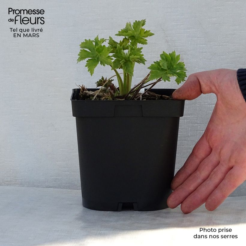 Delphinium Groupe Pacific-hybrid Blue Bird - Larkspur 2L/3L pot sample as delivered in spring