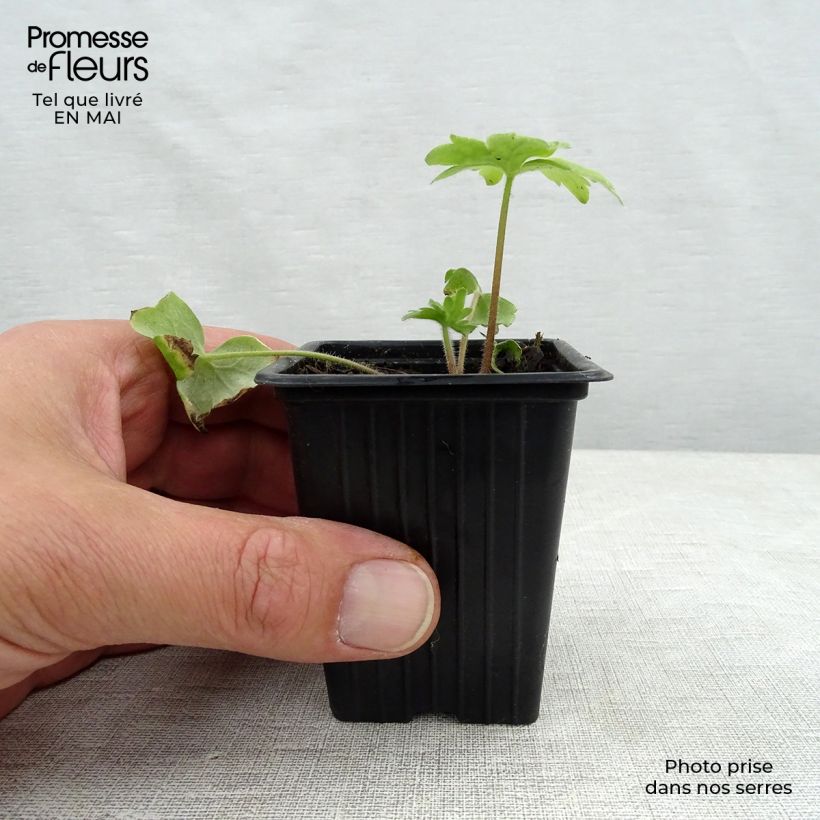 Delphinium Groupe Pacific-hybrid Blue Bird - Larkspur 7/8 cm pot sample as delivered in spring