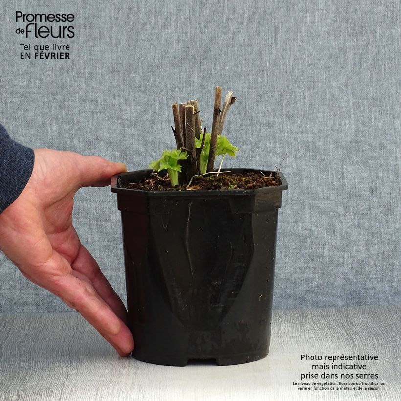 Delphinium Groupe Pacific-hybrid Blue Bird - Larkspur 2L/3L pot sample as delivered in winter