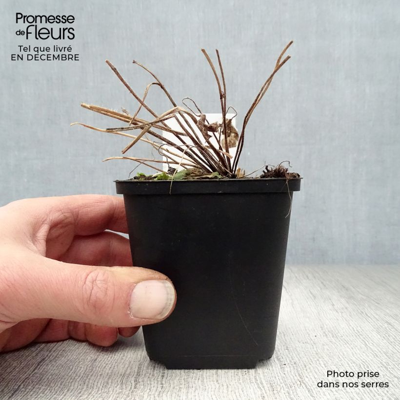 Delphinium Blue Jay - Larkspur 7/8 cm pot sample as delivered in winter