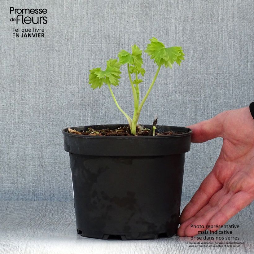 Delphinium Blue Jay - Larkspur 2L/3L pot sample as delivered in winter