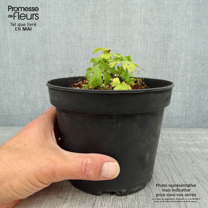 Delphinium Blue Jay - Larkspur 2L/3L pot sample as delivered in spring