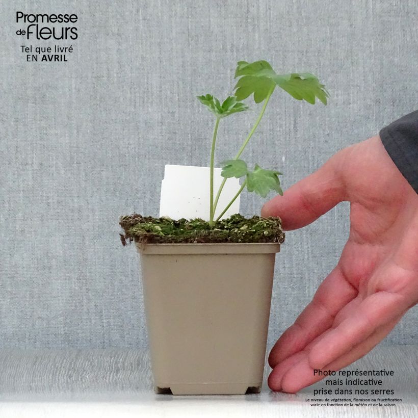 Delphinium Guinevere Group - Larkspur 7/8 cm pot sample as delivered in spring