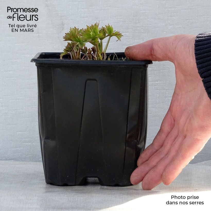 Delphinium King Arthur - Larkspur 2L/3L pot sample as delivered in spring