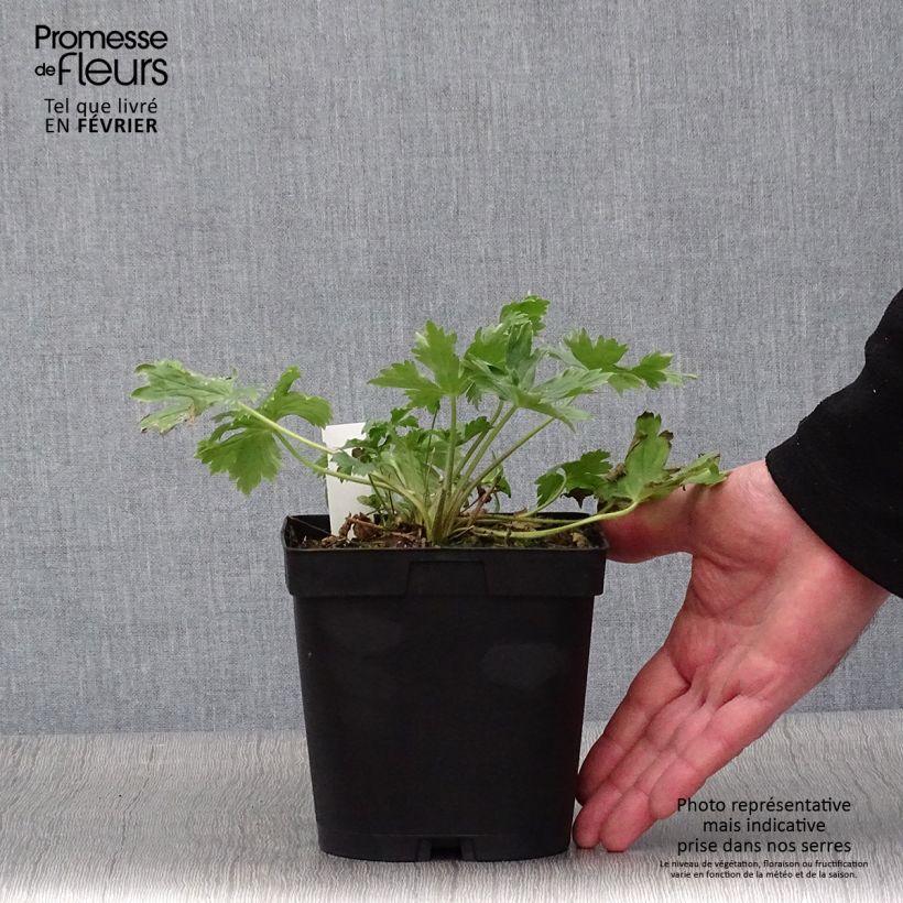 Delphinium King Arthur - Larkspur 2L/3L pot sample as delivered in winter