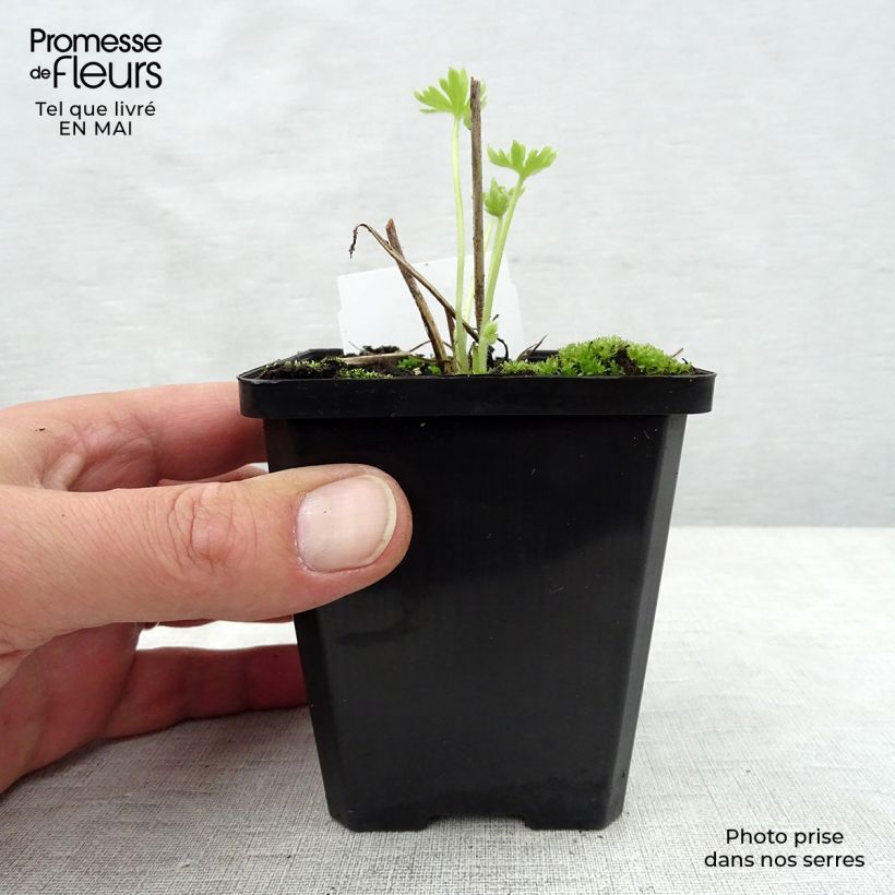 Delphinium Strawberry Fair - Larkspur 7/8 cm pot sample as delivered in spring