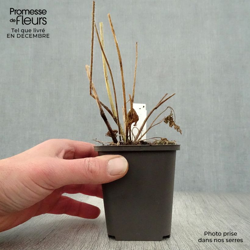 Delphinium Strawberry Fair - Larkspur 7/8 cm pot sample as delivered in winter