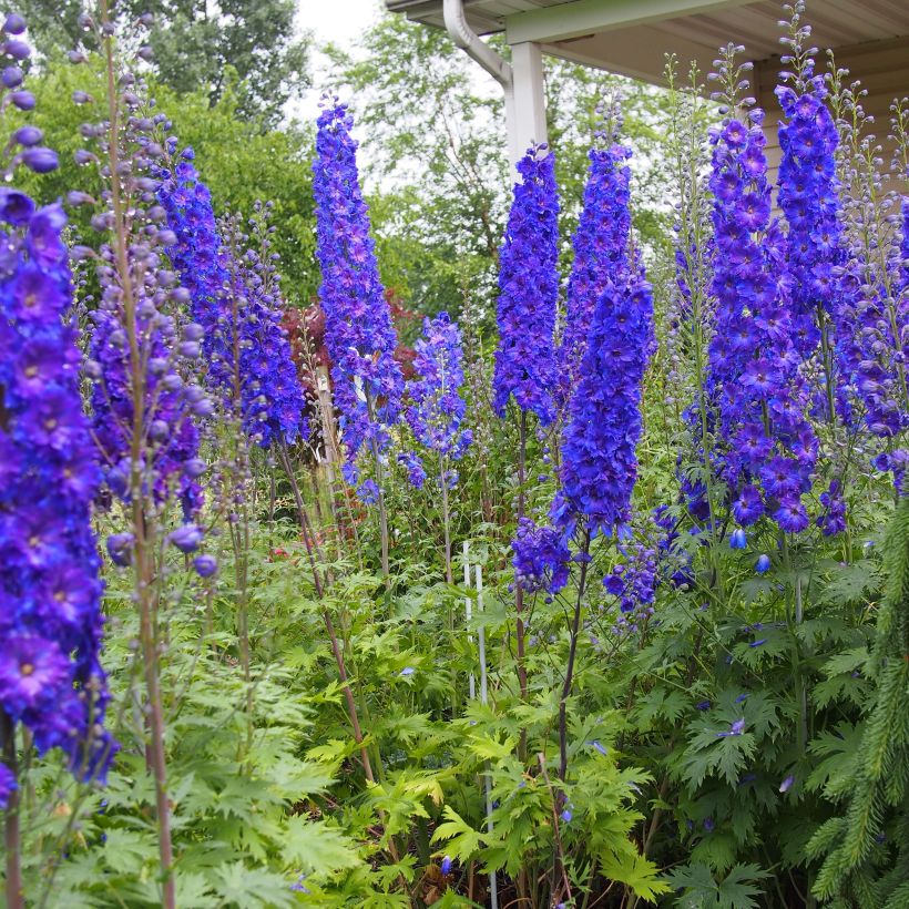 Delphinium Pagan Purples - Larkspur (Plant habit)