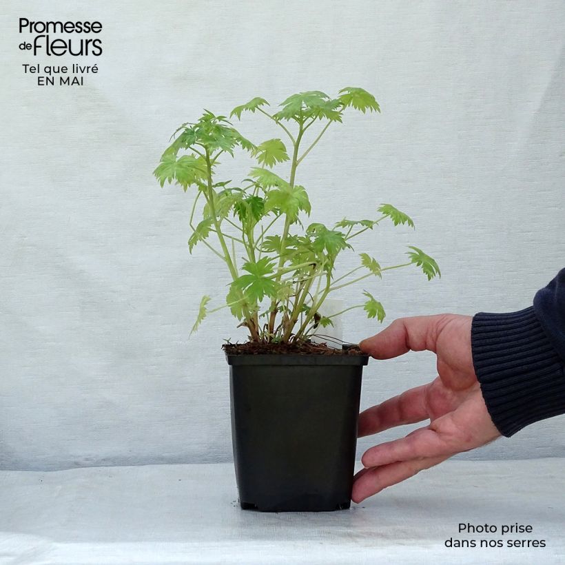 Delphinium Pink Sensation - Larkspur 8/9 cm pot sample as delivered in spring