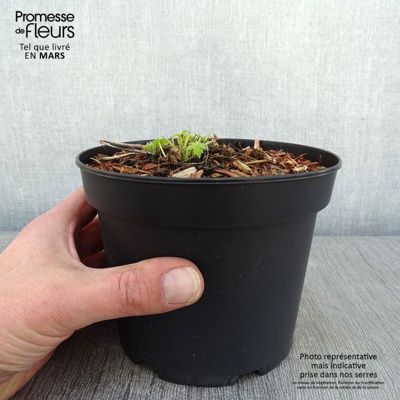 Delphinium Pink Sensation - Larkspur 2L/3L pot sample as delivered in winter