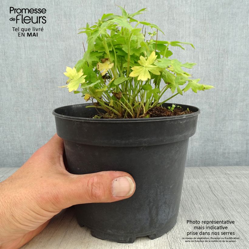 Delphinium Pink Sensation - Larkspur 2L/3L pot sample as delivered in spring