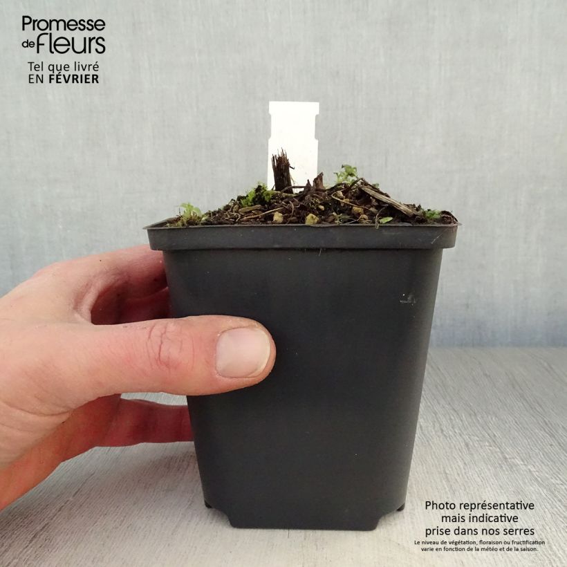 Delphinium Strawberry Fair 8/9 cm pot sample as delivered in winter