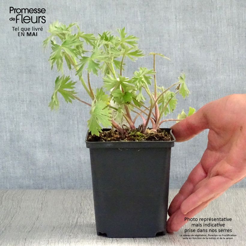 Delphinium Strawberry Fair 8/9 cm pot sample as delivered in spring