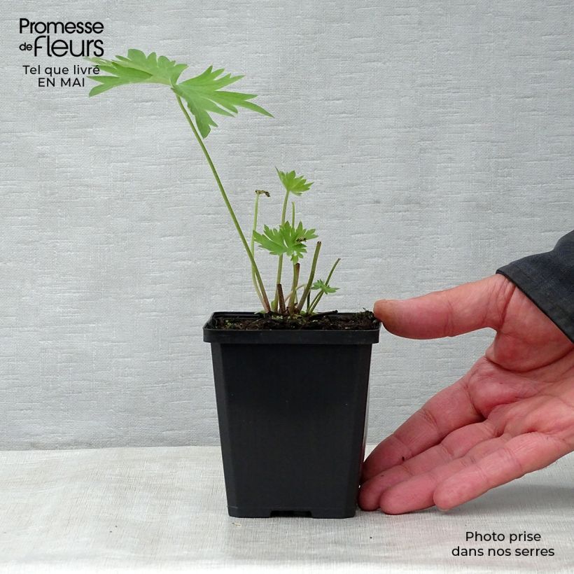 Delphinium belladonna Bellamosum - Larkspur 7/8 cm pot sample as delivered in spring