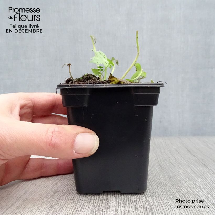 Delphinium belladonna Bellamosum - Larkspur 7/8 cm pot sample as delivered in winter