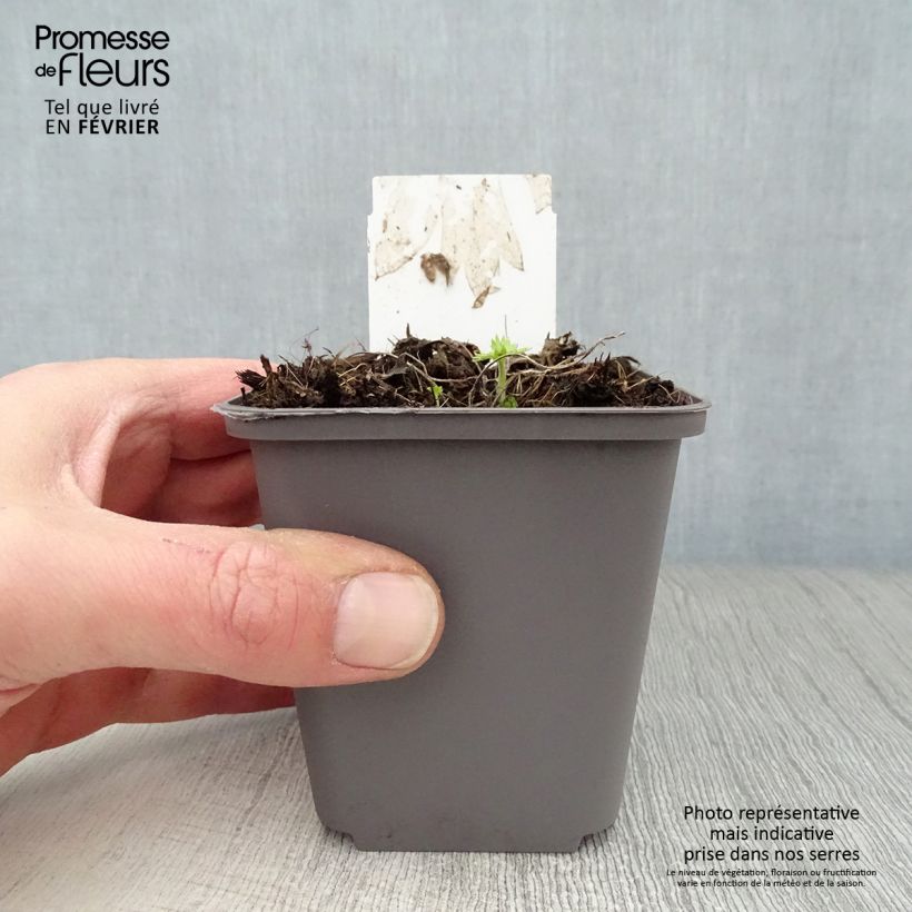 Delphinium belladona Cliveden Beauty - Larkspur 7/8 cm pot sample as delivered in winter