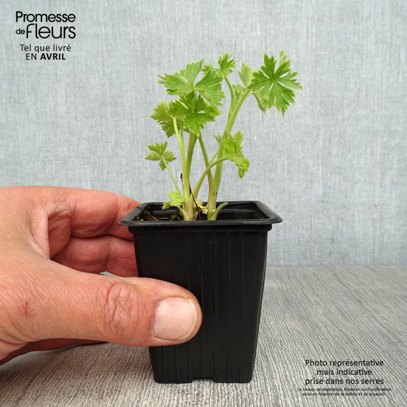 Delphinium belladona Cliveden Beauty - Larkspur 7/8 cm pot sample as delivered in spring