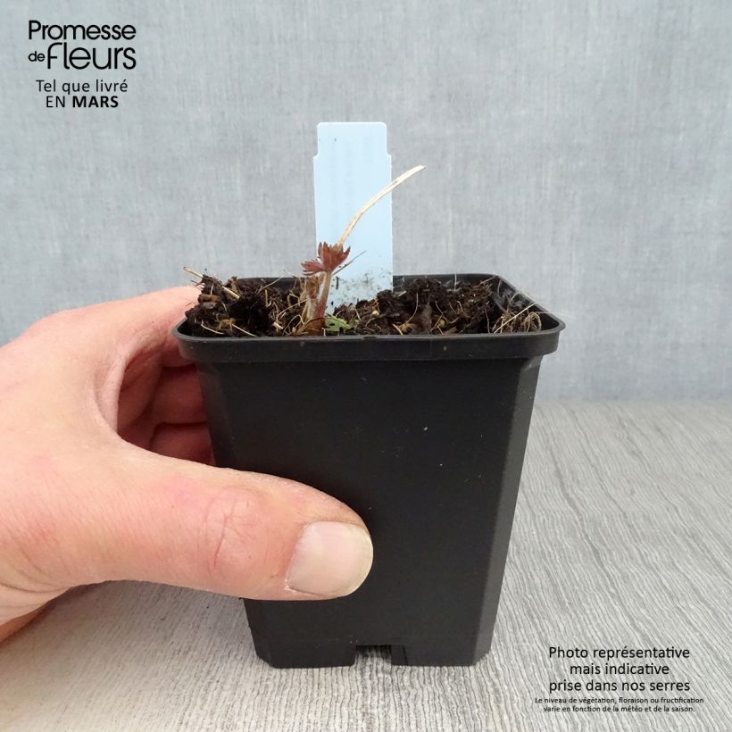 Delphinium Kleine Nachtmusik - Larkspur 8/9 cm pot sample as delivered in spring