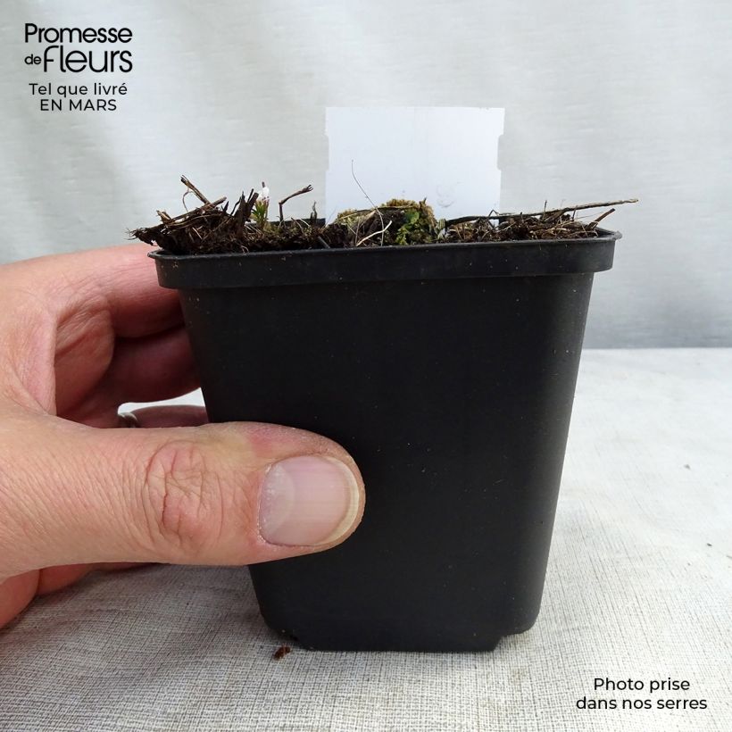 Delphinium Piccolo - Perennial Larkspur 8/9 cm pot sample as delivered in spring