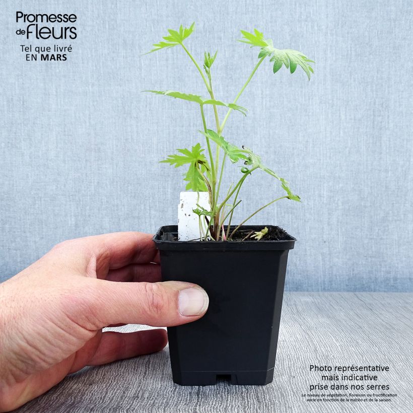 Delphinium Völkerfrieden 8/9 cm pot sample as delivered in spring