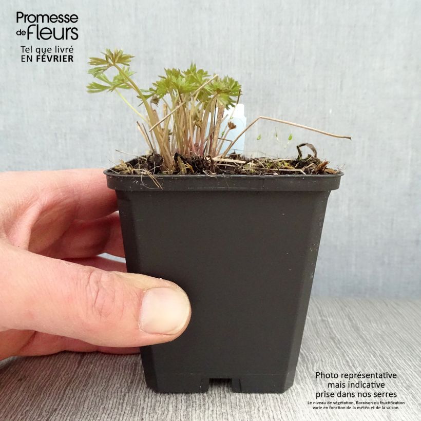 Delphinium grandiflorum Blauer Zwerg - Larkspur 8/9 cm pot sample as delivered in winter