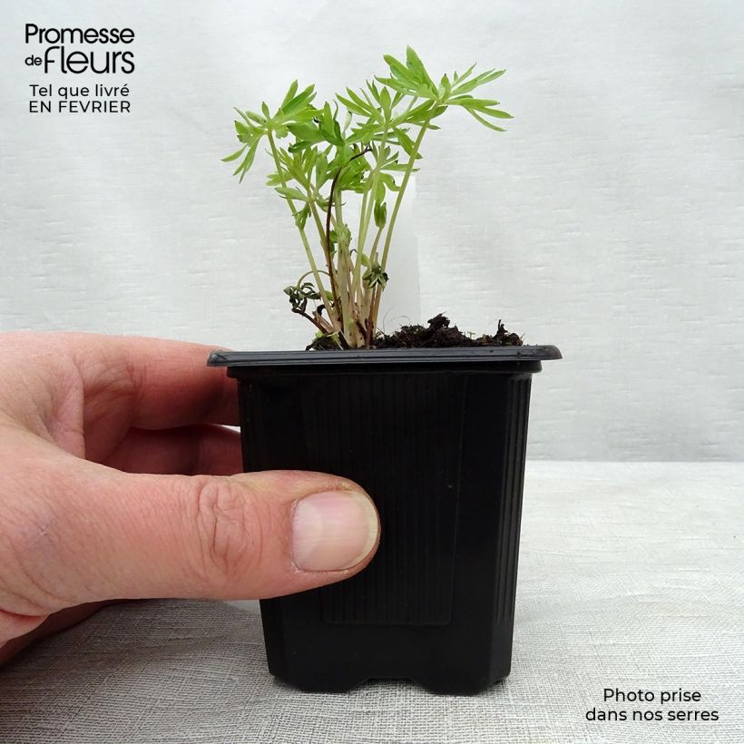 Delphinium grandiflorum - Larkspur 7/8 cm pot sample as delivered in winter