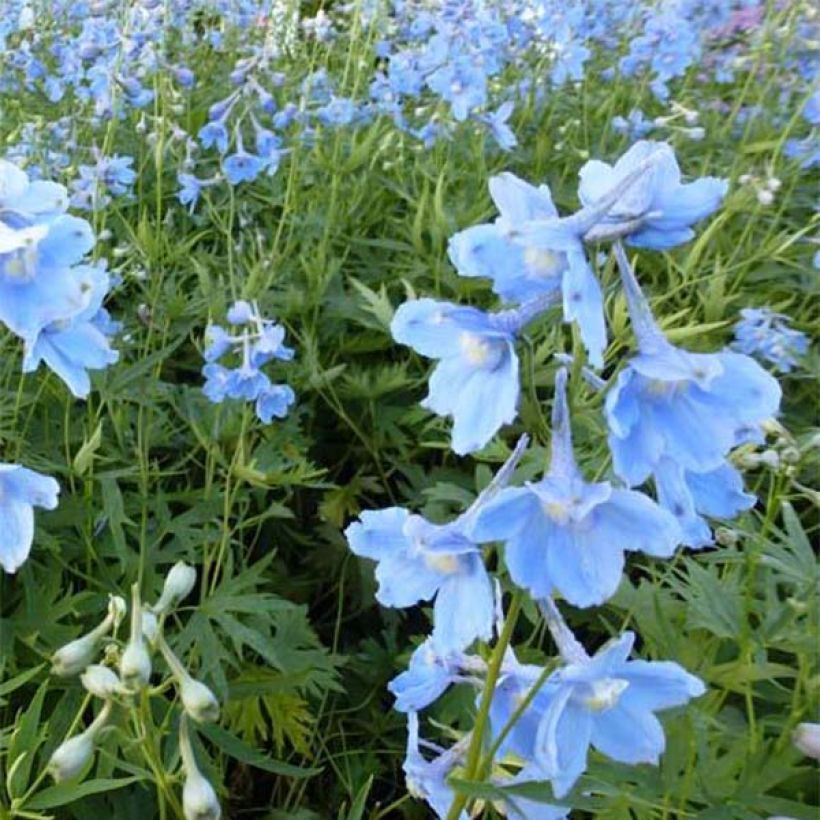 Delphinium belladona Cliveden Beauty - Larkspur (Flowering)