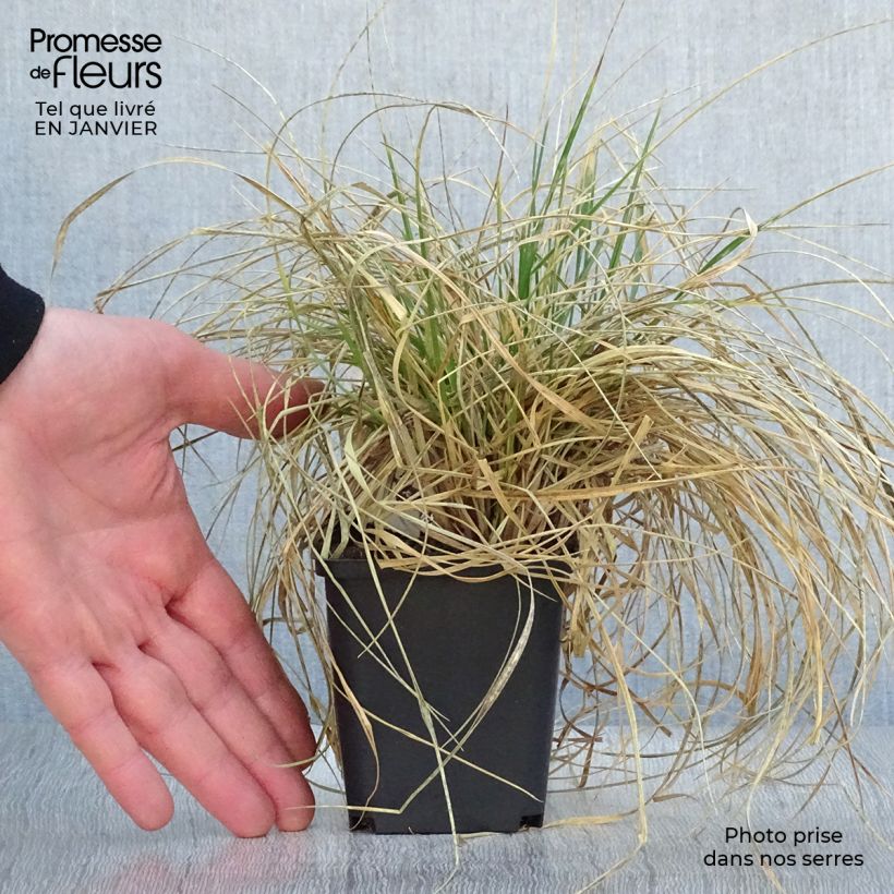 Deschampsia cespitosa Bronzeschleier 8/9 cm pot sample as delivered in winter