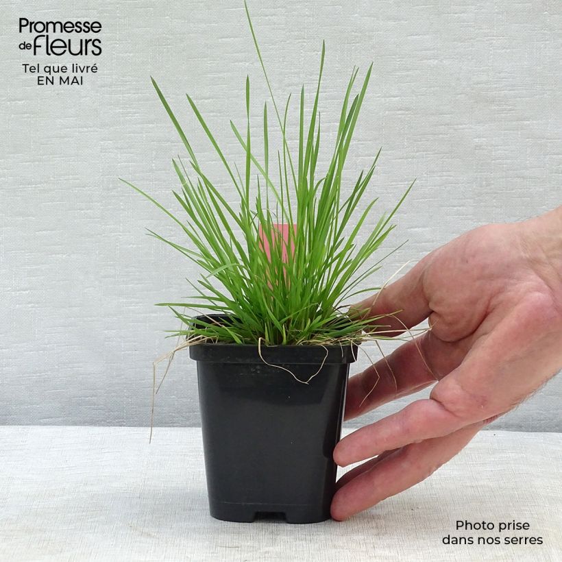 Deschampsia caespitosa 8/9 cm pot sample as delivered in spring