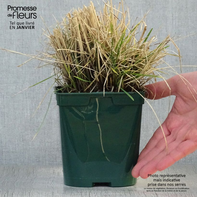 Deschampsia caespitosa 2L/3L pot sample as delivered in winter