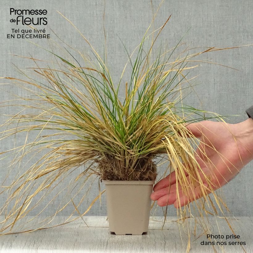 Deschampsia caespitosa Goldschleier 8/9 cm pot sample as delivered in winter