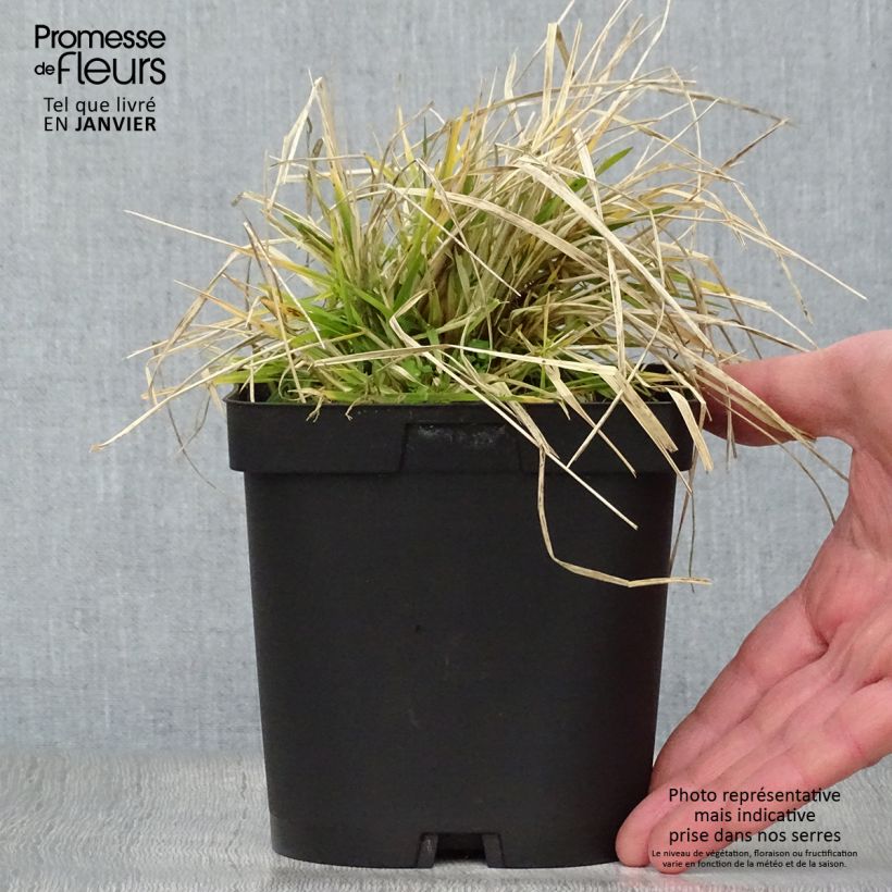 Deschampsia caespitosa Goldschleier 1.5L/2L pot sample as delivered in winter
