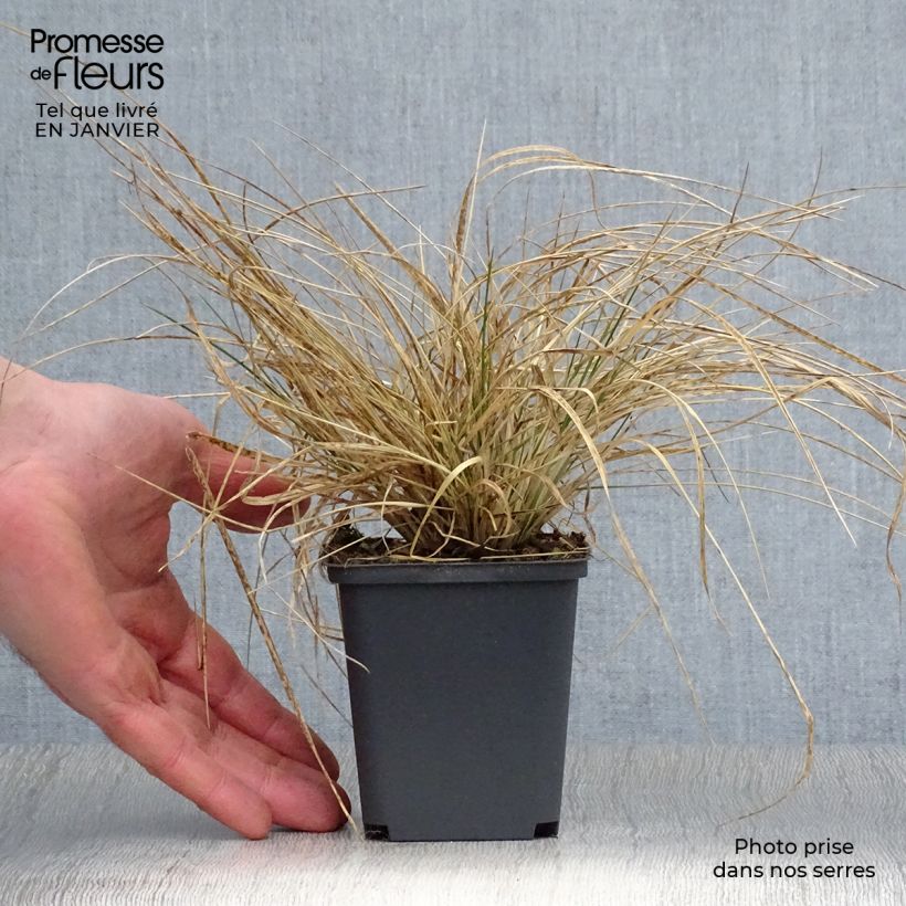 Deschampsia caespitosa Goldtau 8/9 cm pot sample as delivered in winter