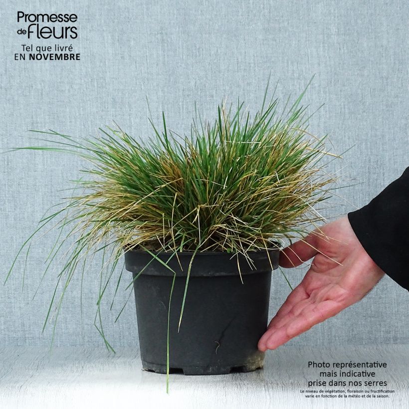 Deschampsia caespitosa Goldtau 2L/3L pot sample as delivered in autumn