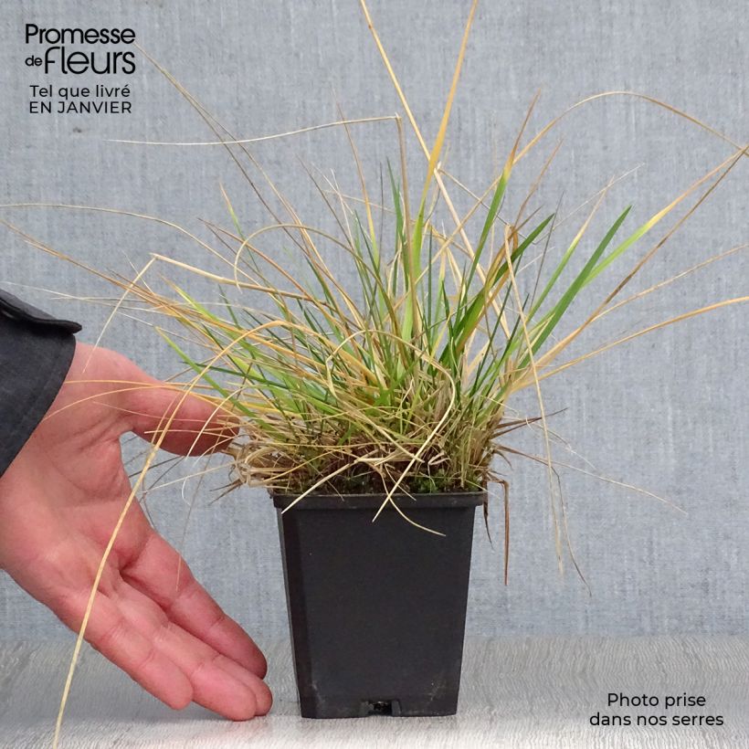 Deschampsia cespitosa Palava 8/9 cm pot sample as delivered in winter