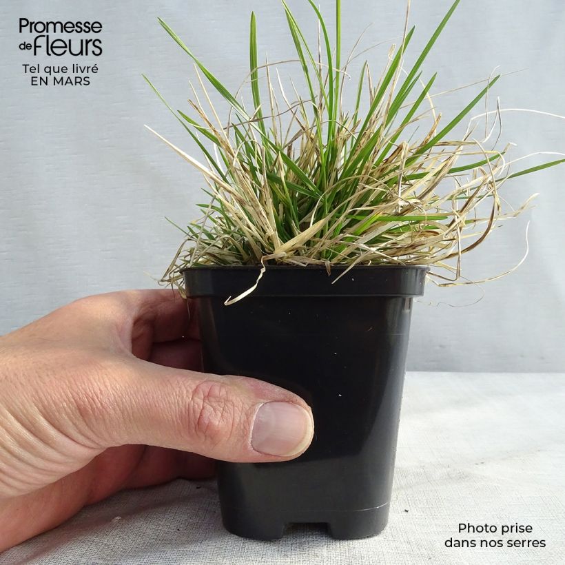 Deschampsia cespitosa Pixie Fountain 8/9 cm pot sample as delivered in winter