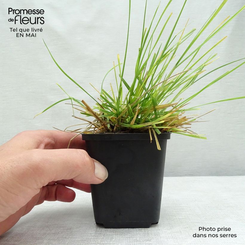 Deschampsia cespitosa Tardiflora 8/9 cm pot sample as delivered in spring