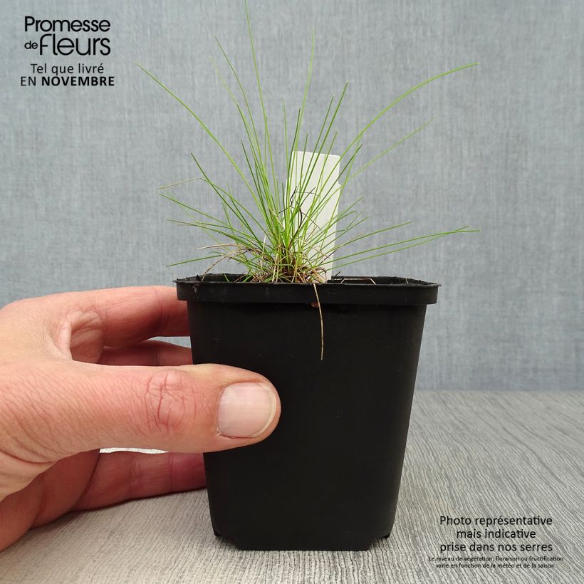 Deschampsia flexuosa Tatra Gold 8/9 cm pot sample as delivered in autumn