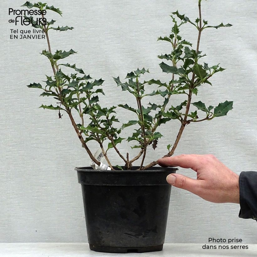 Desfontainea spinosa 3L/4L pot sample as delivered in winter